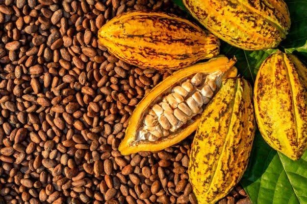 Agriculture et transformation du cacao