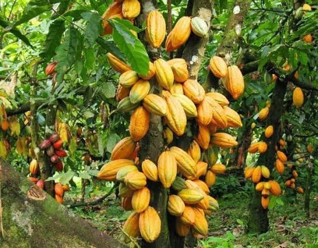 Projet de cacao et chantier de construction suivis numériquement